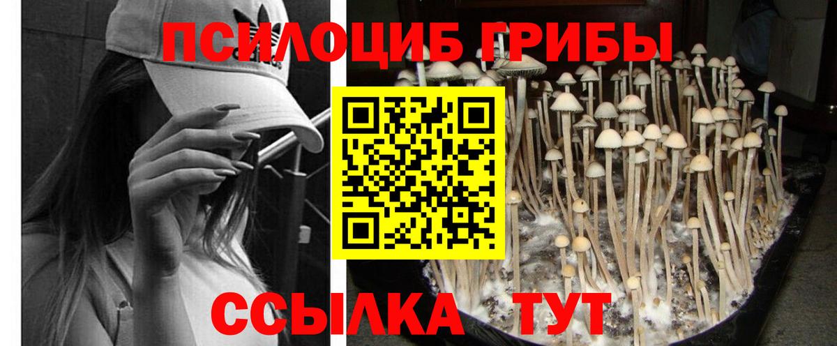 Псилоцибиновые грибы Psilocybine cubensis Клинцы